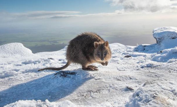 Snow on Bluff Knoll